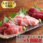 全5回配送 天然 三崎まぐろ大トロ 中トロ