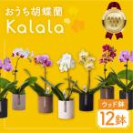 直胡蝶蘭 カララ 12鉢セット ウッド鉢 胡蝶蘭