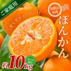 森本農園の手選別 ポンカン 約10kg