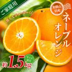 森本農園の手選別 ネーブルオレンジ 約1.5kg