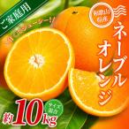 森本農園の手選別ネーブルオレンジ 約10kg