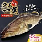 対馬産クエ 丸ごと1匹 2.3kg以上