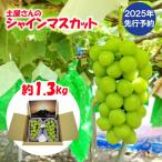 土屋さんのシャインマスカット 約1.3kg