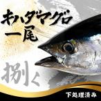 キハダマグロ 1尾