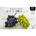 ふるさと納税 TK16-25A ぶどう2種セット(ナガノパープル/シャインマスカット)約2kg /2025年9月中旬頃〜配送予定 // 長野県 南信州 種なし 葡.. 長野県松川町
