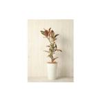 フィカスルビー ゴムの木 観葉植物 植物 ゴム