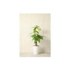 パキラ 観葉植物 植物 グリーン プラント 栽培