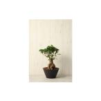 がじゅまるの木 Lサイズ 観葉植物 植物 樹