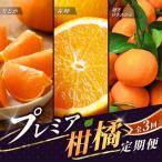 \新登場 和歌山のプレミア柑橘定期便 越冬早生みかん