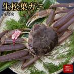 タグ付き生松葉ガニ 特特大1 100g