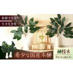 植物 備後 榊 サカキ 切り枝 1束サイズ1セット 2束入り