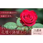 花 薔薇 ミニバラ苗木 :ラブリーふくやま