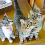 fn-36-001 猫ちゃんが大好きな方必見