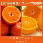 さぬき讃フルーツ 不知火 デコポン と小原紅早生みかん