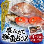 御食の国 若狭小浜より 獲れたて鮮魚BOX