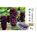 ショッピングふるさと納税 先行予約 ふるさと納税 【先行予約】 令和8年産 ぶどう「デラウェア」1kg 種なし 秀品 L〜2Lサイズ 2026年産 山形県産【2026年7月下旬頃〜8月中旬頃発送.. 山形県寒河江市