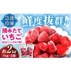 冷凍いちご 2kg