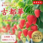 奈良のブランドいちご2種 古都華と他1種