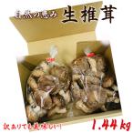 訳ありでも美味しい 自然の恵み生椎茸1.44kg