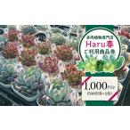 591 Haru春で使える1 000円分チケット
