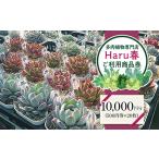 594 Haru春で使える10 000円分チケット