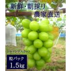 ふるさと納税 【2026年発送分先行予約】シャインマスカット　粒パック（約1.5kg）　9月上旬発送　広島　農家直送・新鮮朝採り【配送不可：離島.. 広島県東広島市