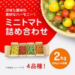 甘味と酸味の絶妙なハーモニー ミニトマト