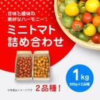 甘味と酸味の絶妙なハーモニー ミニトマト