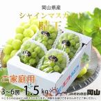 ご シャインマスカット 晴王 1.5kg