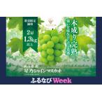 ふるさと納税 【ふるなびWEEK対象】【三つ星ブランド】星乃シャインマスカット 数量限定 (岡山県産) 2房(1.3kg以上) FN-Limited【配送不可地域.. 岡山県津山市