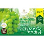 ふるさと納税 【訳あり】粒の大きさが不揃い 星乃シャインマスカット1.3kg 2房〜4房入り【配送不可地域:離島・北海道・沖縄県】【1554831】 岡山県津山市