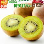 博多甘うぃ 約1.4kg