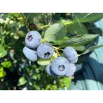 fu.... налог [ ограниченное количество ][2026 год 4 конец месяца .. последовательный отправка ]. удивительно. размер! крупный голубика (1kg) пестициды не использование иметь машина культивирование [.. san. голубика ... Fukuoka префектура . изображение город 