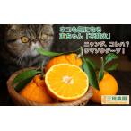 不知火 旨時 体に優しい玉ちゃん しらぬい