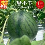 黒小玉 BonBonリッチ 1玉