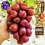 ぶどう 厳選 マイハート1房 500g以上