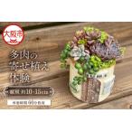 多肉の寄せ植え体験_OS110-0002