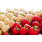 ふるさと納税 【春いちご】紅白いちご(とちあいか、ミルキーベリー)詰め合わせ(300g×2パックずつ)_果物・フルーツ いちご  イチゴ 苺_【配.. 栃木県佐野市