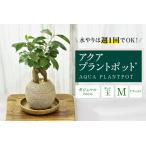 アクアプラントポット® 玉M 植木鉢 ガジュマル