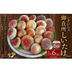 御在所肉厚生しいたけ 計約6kg 1回あたり約1kg