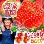 南島原産 いちご 恋みのり 約250g×2P