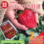 ショッピングふるさと納税 先行予約 ふるさと納税 【先行予約】【2026年2月より順次発送】いちご やよいひめ特選2パック【茨城県共通返礼品／石岡市】│ フルーツ 果物 数量限定 茨.. 茨城県取手市