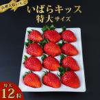 特大サイズ いちご いばらキッス 12粒