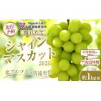 ふるさと納税 A 2025  シャインマスカット ２房〜３房 約1kg弱【10月中旬頃〜順次発送予定】長野県産 　国際特許有機肥料栽培 ｜ シャインマスカ.. 長野県大町市