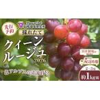 ショッピングふるさと納税 先行予約 ふるさと納税 【先行予約】A 2026 クイーンルージュ R　2房〜3房　約1キロ弱【2026年10月初旬頃〜順次発送予定】　長野県産　国際特許有機.. 長野県大町市