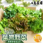 旬の葉物野菜おまかせセット 小島農園 野菜