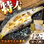 干物 特大 アカカマス 開き 1.2kg