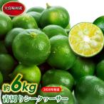 シークワーサー 青切りシークワーサー 約6kg