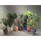 fu.... налог [5 шт. комплект ] внутренний производство .. obi декоративное растение популярный fi rental * umbellata и т.п. 8 номер круг горшок Okinawa рисунок украшение ткань есть Okinawa префектура Naha город 