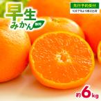 2026年度産 みかん 早生 6kg